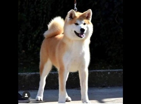 akita inu 01.jpg